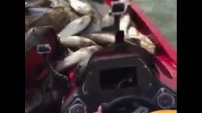 بالفيديو.. أسماك تسلم نفسها للصيادين دون صيدها