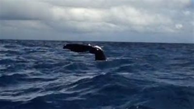 بالفيديو.. لقطات مذهلة لحوت ضخم نائم في المحيط