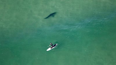 شاهد.. سمكة قرش تدور حول شاب دون معرفته