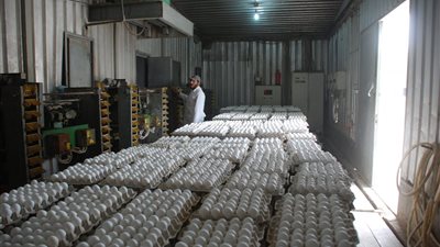 «الثروة الداجنة»: 40% نسبة النفوق وانخفاض أسعار البيض بالمزارع