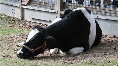 ظهور حالات جديدة لمرض «جنون البقر» في فرنسا