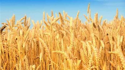 رصيد صومعة الحبوب والغلال بميناء دمياط 70 ألف طن قمح