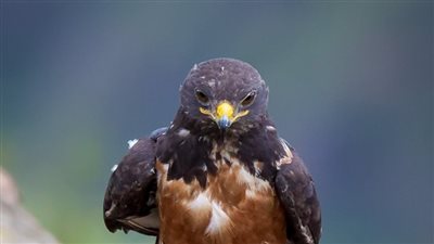 شاهد.. لقطات مذهلة لـ«صقر» يمشى كالإنسان بحثا عن الطعام