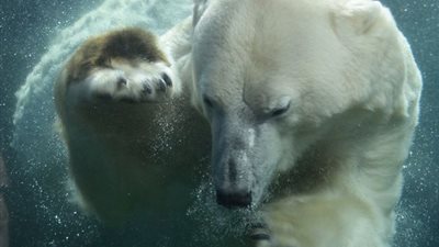 بالصور.. أنثى دب قطبي ترحب بطفل صغير يراقبها