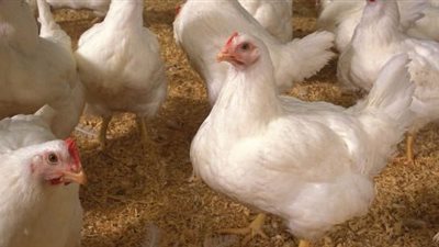 «الثروة الداجنة» تكشف أسباب زيادة أسعار الدواجن بالأسواق