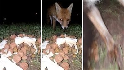 بالفيديو.. ثعلب يسرق هاتف صياد بطريقة ماكرة