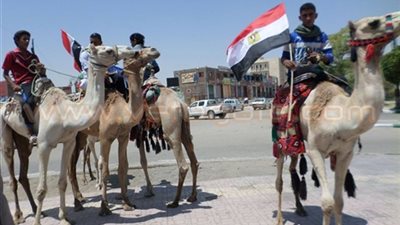 «فروسية الوادي الجديد» يحصد مراكز متقدمة ببطولة الهجن العربية