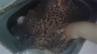 بالفيديو.. فتاة تكتشف مفاجأة داخل سمكة أثناء تنظيفها