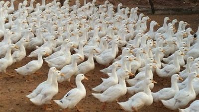 شعبة الدواجن: اختصار مدة تحصين البط إلى أسبوعين يحد من الخسائر