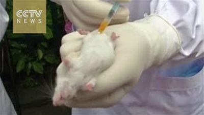 بالفيديو.. سيجارة تصيب فأرا بالتسمم في خمس دقائق