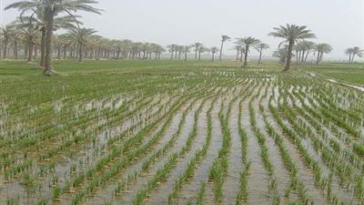 حملة لإزالة زراعات الأرز المخالفة في الفيوم