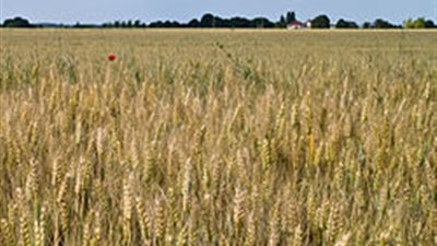 زراعة 1000 فدان قمح بـ