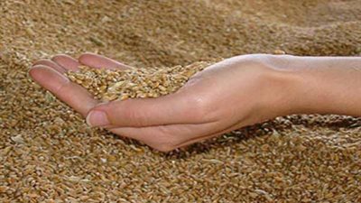 ارتفاع مخزون القمح بميناء الإسكندرية إلى 733 ألف طن