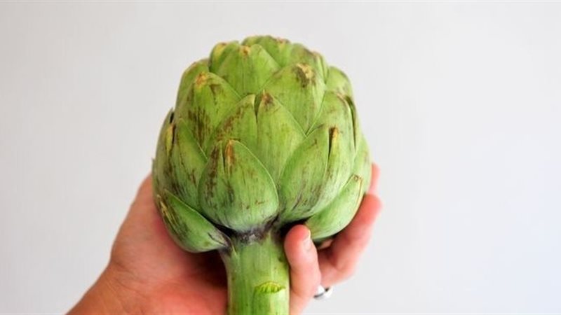 الخرشوف 