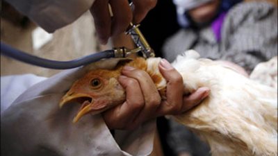 بيطري الشرقية يقضي على بؤرة إيجابية لإنفلونزا الطيور بـ«طاروط»