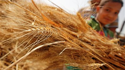 «الزراعة والتموين» تبدآن التنسيق لوضع ضوابط استلام القمح