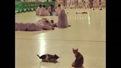 بالفيديو.. قطة تسترد لعبتها من معتمر نائم داخل الحرم بطريقة طريفة