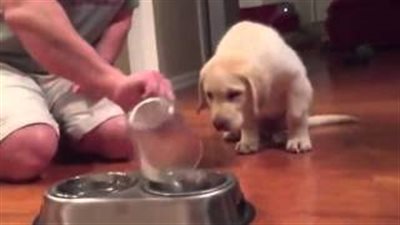 بالفيديو والصور.. شاهد كيف يستعد هذا الكلب لتناول الطعام