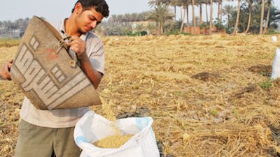 الجمارك تثير أزمة في استيراد الأرز لصالح وزارة التموين