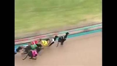 بالفيديو والصور.. مشاهد مروعة لموت الكلاب في سباقات أستراليا