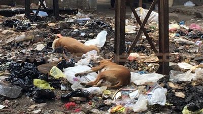 بالصور.. سوق الجمعة بالإسماعيلية يرفع شعار «العشوائية والمخدرات»