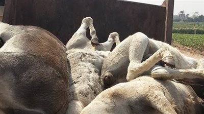 بالفيديو والصور.. ضبط 26 حمارًا بين نافق ومذبوح في الجيزة