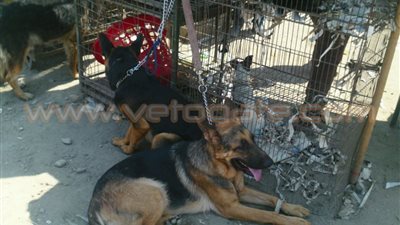 20 % زيادة في أسعار كلاب الحراسات بسبب الدولار