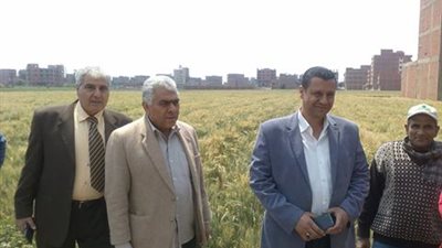 بالصور.. حملات إرشادية لزيادة إنتاجية محاصيل القمح بالقليوبية