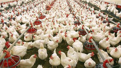 توفيق عثمان: صناعة الدواجن لم تصل لمرحلة الانهيار