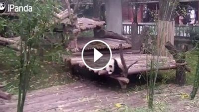 بالفيديو.. باندا تصر على احتضان حارسها