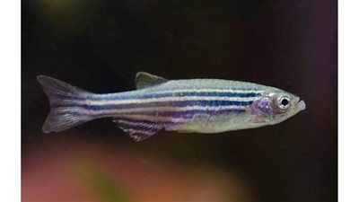 دراسة: استخدام أجنة أسماك الزيبرا في علاج السرطان