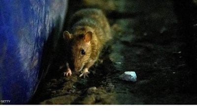 بسبب كورونا.. فئران جائعة وعدوانية تهاجم بيوت البريطانيين