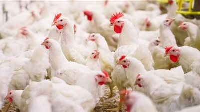 استقرار أسعار الدواجن والبيض فى المزارع والأسواق