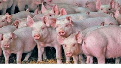 اتحدوا لفناء البشرية.. ظهور فيروس جديد  من سلالات خطيرة.. قاتل لا يوجد  مناعة ضده.. واللقاحات غير كافية للحماية منه