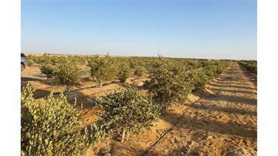 «الجوجوبا».. بوابة الوادي الجديد لدخول نادي «الذهب الأخضر».. المحافظة تتوسع في زراعته وتطرح 12 ألف فدان كـ«مرحلة أولى»