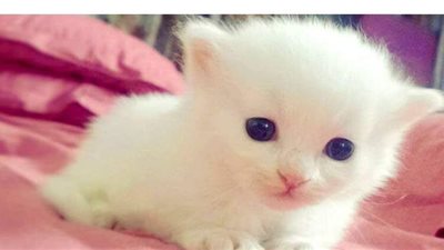 الأولى من نوعها في الأردن.. امرأة ترفع دعوى قضائية لتضرر قطتيها نفسيا