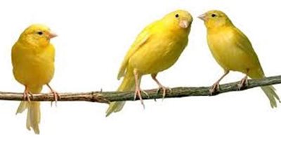 تفسيرحلم العصافير في المنام وعلاقتها بصلة الرحم والمودة والراحة النفسية