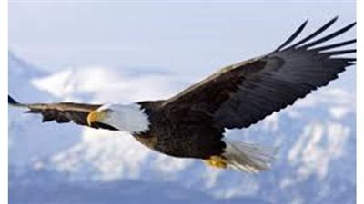 تفسيرحلم النسر في المنام وعلاقته بالمرض والفراق وطول العمر والفقر