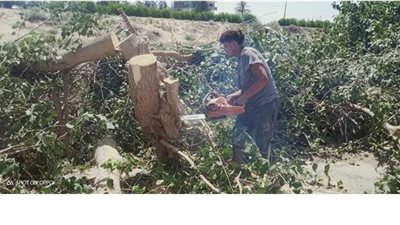 لإعاقتها للمرور.. قطع الأشجار بمدينة القنطرة شرق بالإسماعيلية