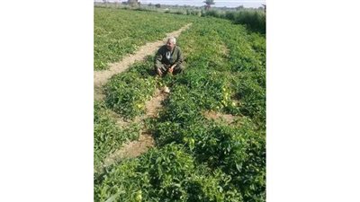 نقيب الفلاحين: أسعار الطماطم تتضاعف في أول سبتمبر