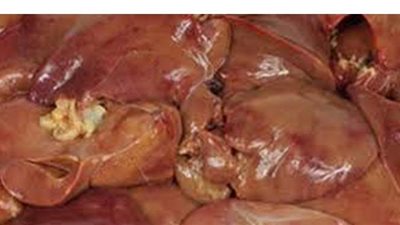 مصادرة 2 طن كبدة فاسدة داخل ثلاجة لحفظ السلع الغذائية بالبحيرة