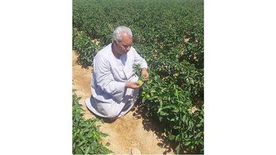 نقيب عام الفلاحين: نزرع 50 ألف فدان فلفل سنويا من 3 عروات