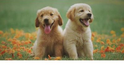 بلجيكا تخصص شاطئا للكلاب بمعايير التباعد الاجتماعي