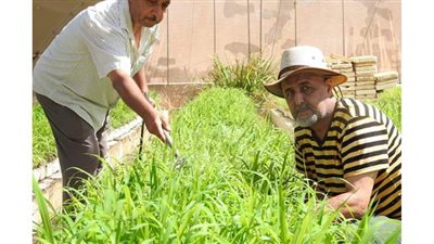 بحوث الصحراء ينجح في  إنتاج شتلات البيانكم المتحمل للملوحة المرتفعة  بمحطة  مطروح