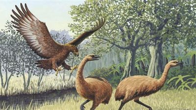 حفاظا على تراث البلاد.. نيوزيلندا تمنع بيع عظام 