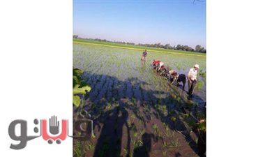 زراعة الغربية: زرع 68 فدانا من الأرز طبقا للمساحة المستهدفة | صور