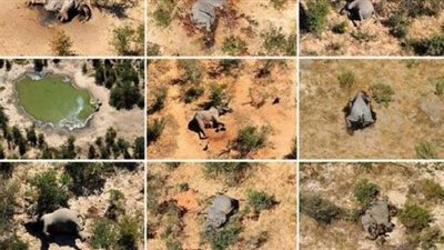 بوتسوانا تلجأ  للمختبرات الأمريكية والكندية لحل لغز الموت الجماعي للأفيال