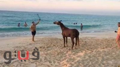 محافظ مطروح يناشد المواطنين بالإبلاغ عن مصطحبي الخيول والكلاب للشواطئ