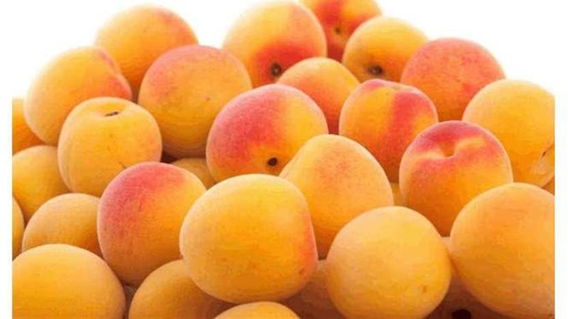 حفظ المشمش