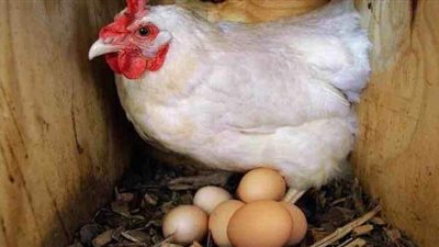 ارتفاع اسعار الدواجن البيضاء جنيهان في المزارع والأسواق